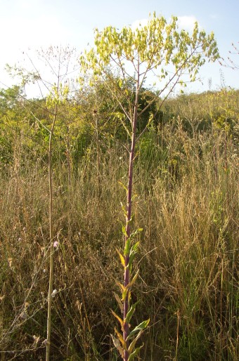 Isatis campestris