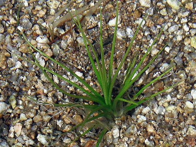 ISOËTES ECHINOSPORA Durieu - šídlatka ostnovýtrusá / šidlatka ostnatovýtrusná