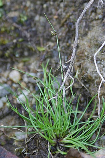 Isolepis setacea