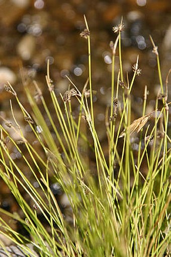 Isolepis setacea