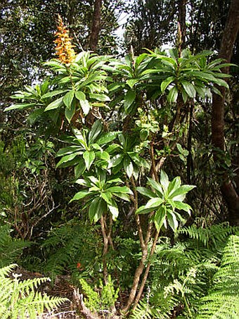 Isoplexis canariensis