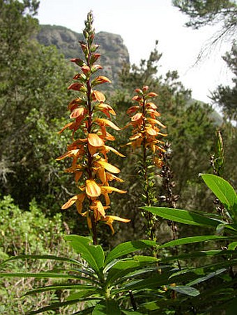 Isoplexis canariensis