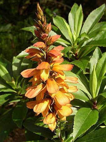 Isoplexis canariensis