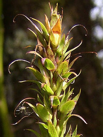 Isoplexis canariensis