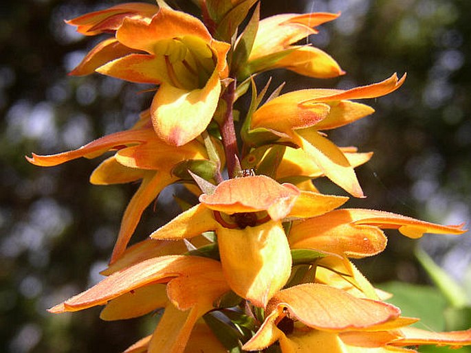 ISOPLEXIS CANARIENSIS (L.) Loud.