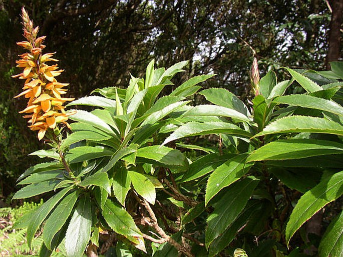 Isoplexis canariensis