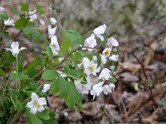 Isopyrum thalictroides