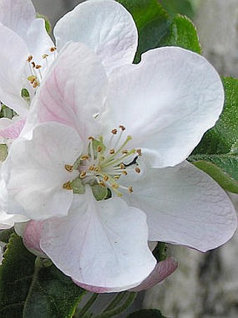 Malus domestica