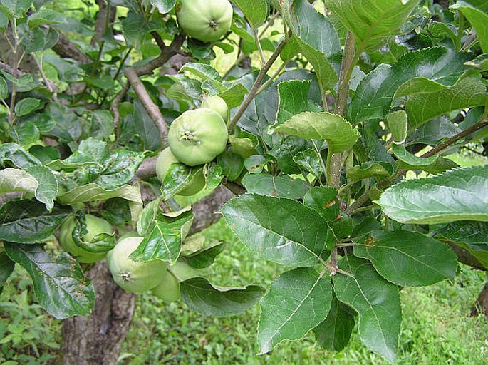 Malus domestica