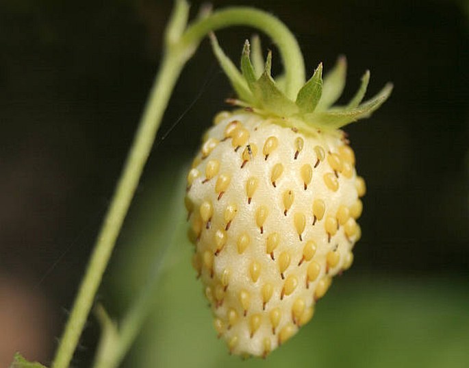 Fragaria vesca ´Alba´