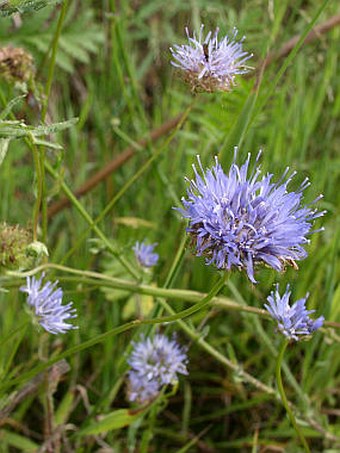 Jasione montana