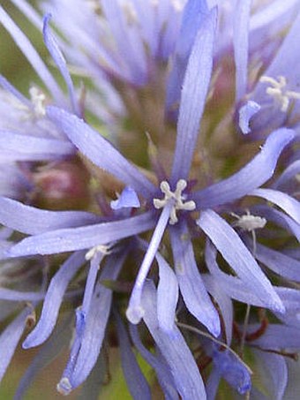 Jasione montana