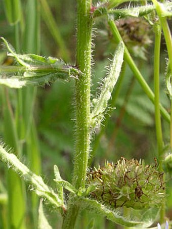 Jasione montana