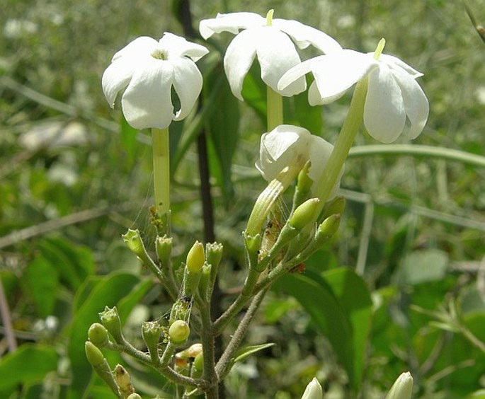 JASMINUM FLUMINENSE Vell. - jasmín / jazmín