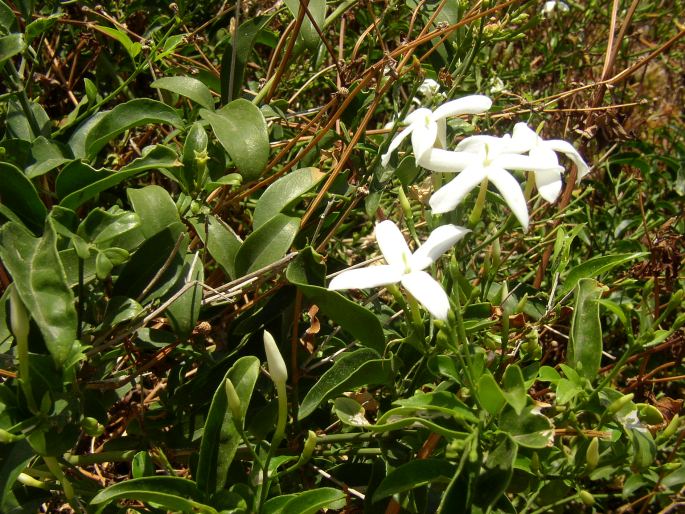 Jasminum azoricum