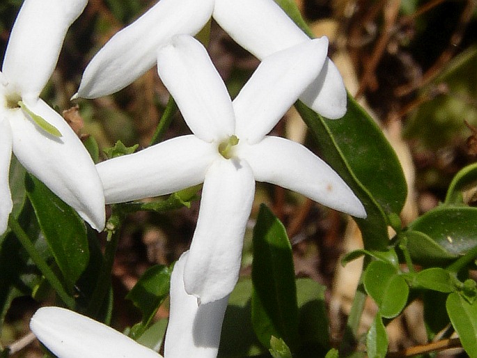 Jasminum azoricum