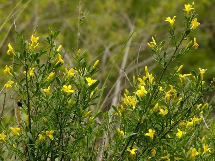 Jasminum fruticans