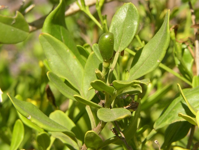 Jasminum odoratissimum