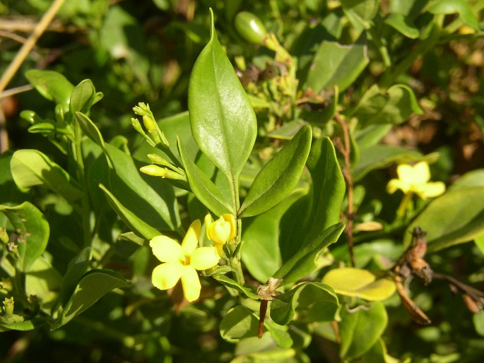 Jasminum odoratissimum