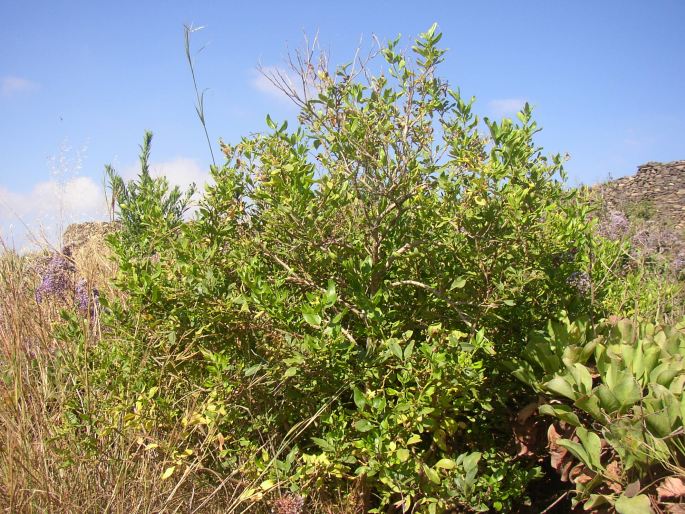 Jasminum odoratissimum