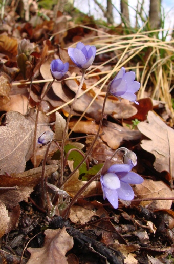 Hepatica nobilis