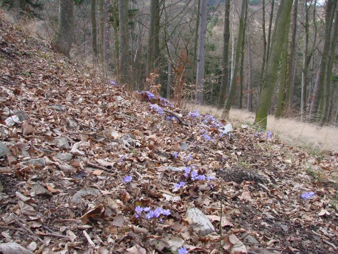 Hepatica nobilis