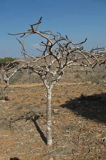 Jatropha unicostata