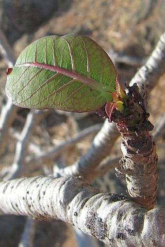 Jatropha unicostata