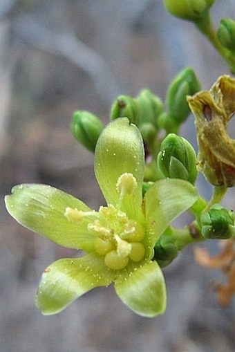 Jatropha unicostata