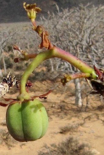 Jatropha unicostata