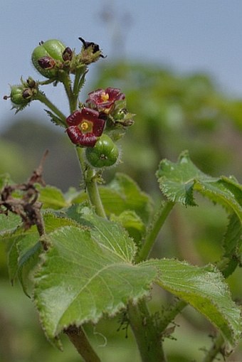 Jatropha gossypiifolia