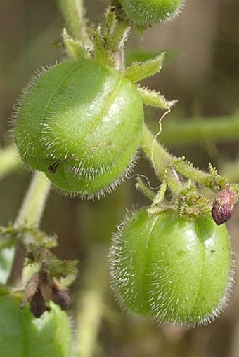 Jatropha gossypiifolia