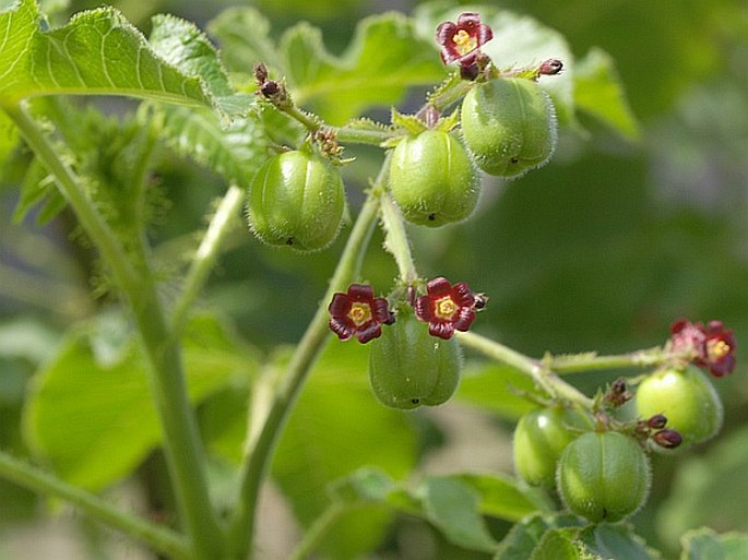 JATROPHA GOSSYPIIFOLIA L. – dávivec