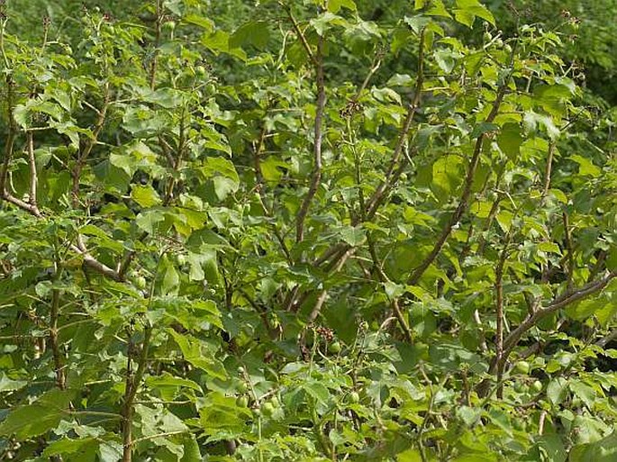 Jatropha gossypiifolia