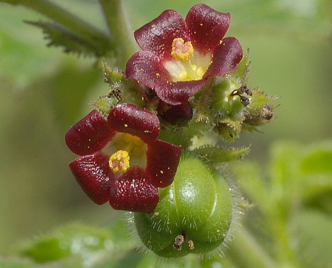 Jatropha gossypiifolia