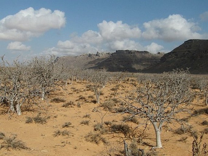 Jatropha unicostata