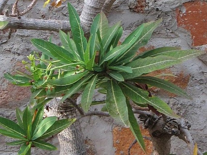 Jatropha unicostata