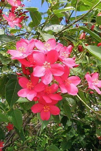 Jatropha integerrima