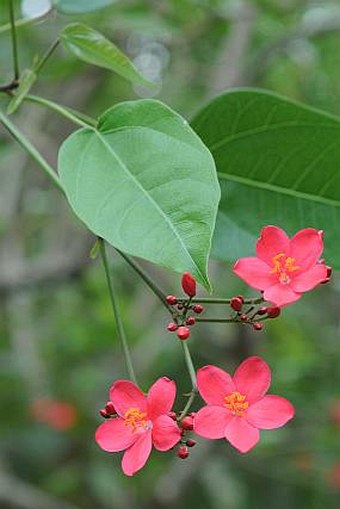 Jatropha integerrima