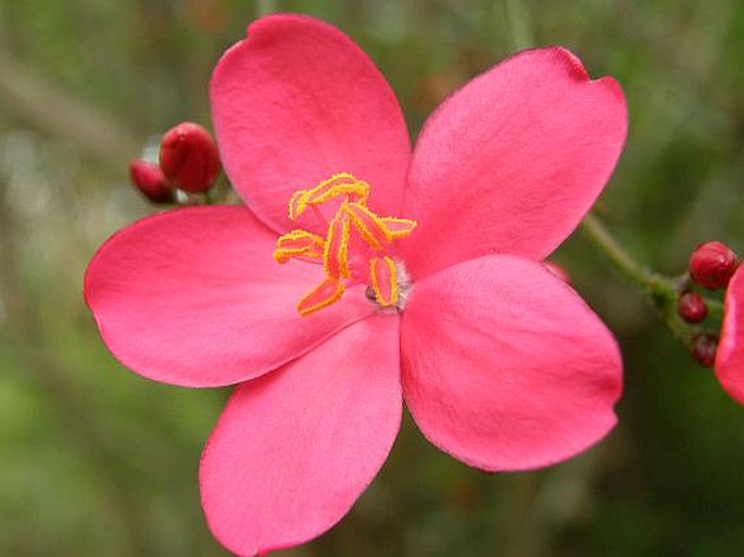 Jatropha integerrima