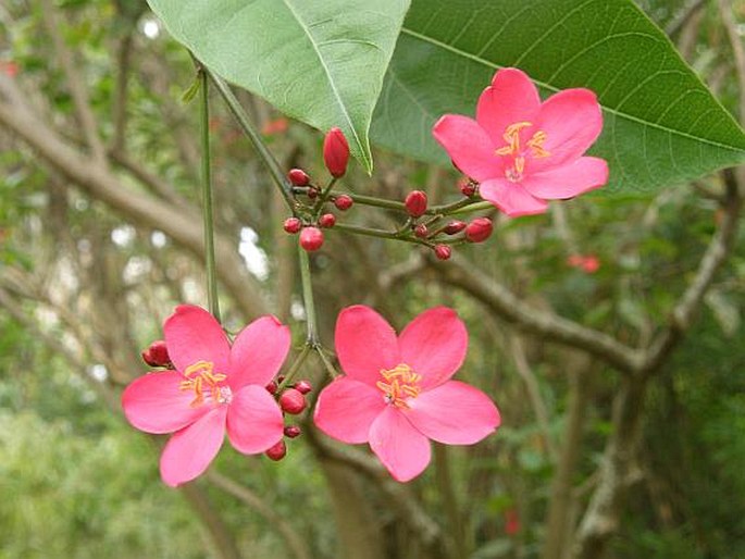 Jatropha integerrima