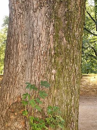 Acer saccharinum