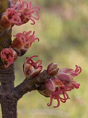 Acer saccharinum