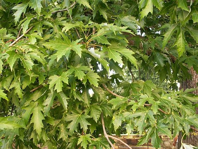 Acer saccharinum