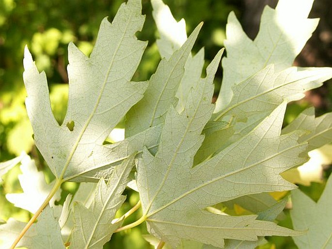 Acer saccharinum