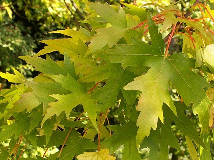 ACER SACCHARINUM L. – javor stříbrný / javor cukrový