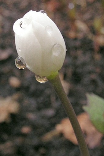 Jeffersonia diphylla