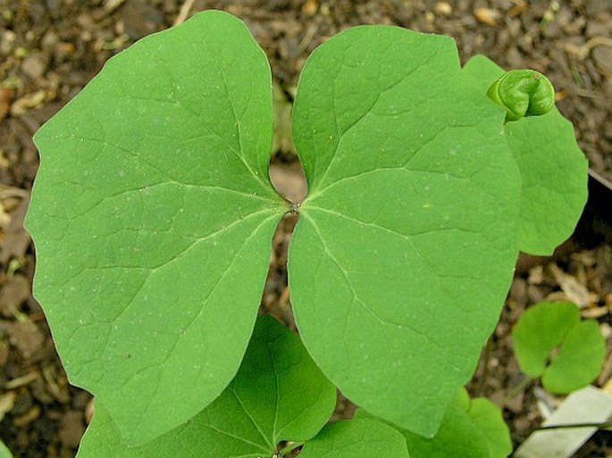 Jeffersonia diphylla