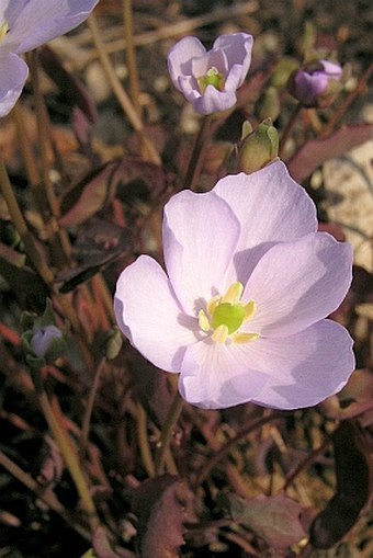 Jeffersonia dubia