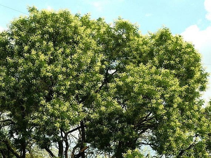 SOPHORA JAPONICA L. – jerlín japonský / sofora japonská